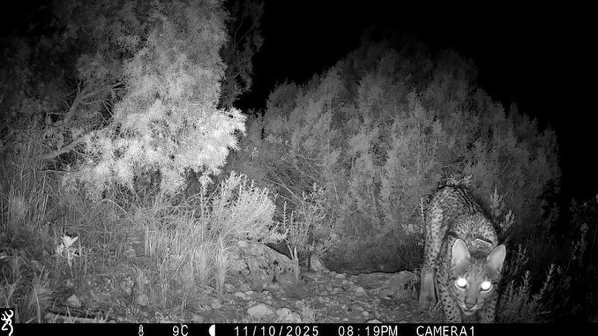 Un lince fotografiado cerca de la localidad de Villena en 2025