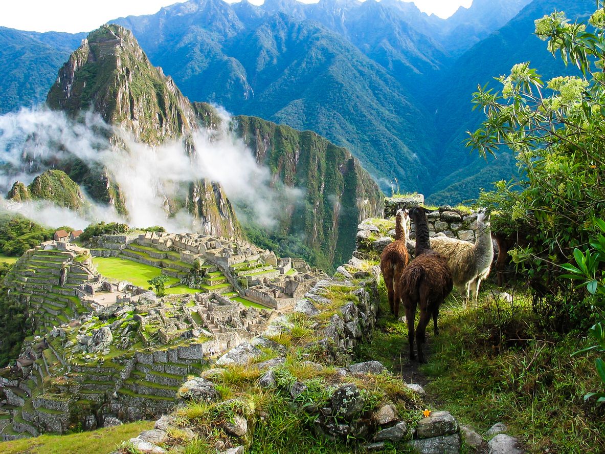 Llamas viendo el Machu Picchu cubierto de niebla.