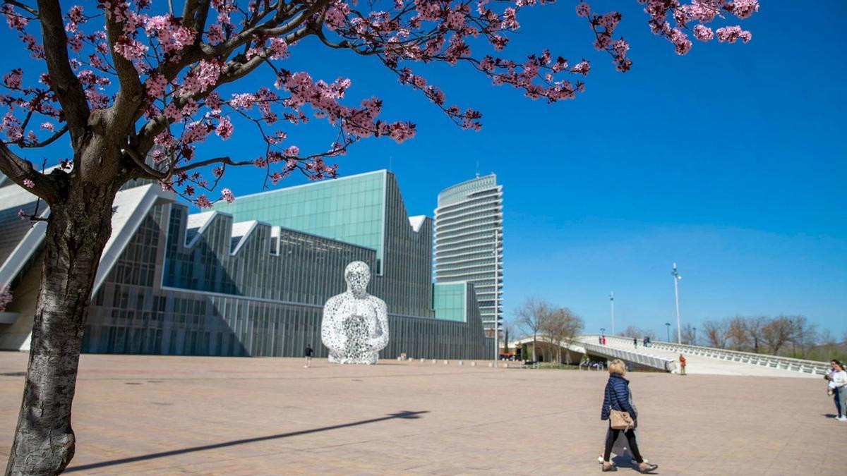 Un cerezo japonés florece ante el Palacio de Congresos de la Expo de Zaragoza, hace unos días