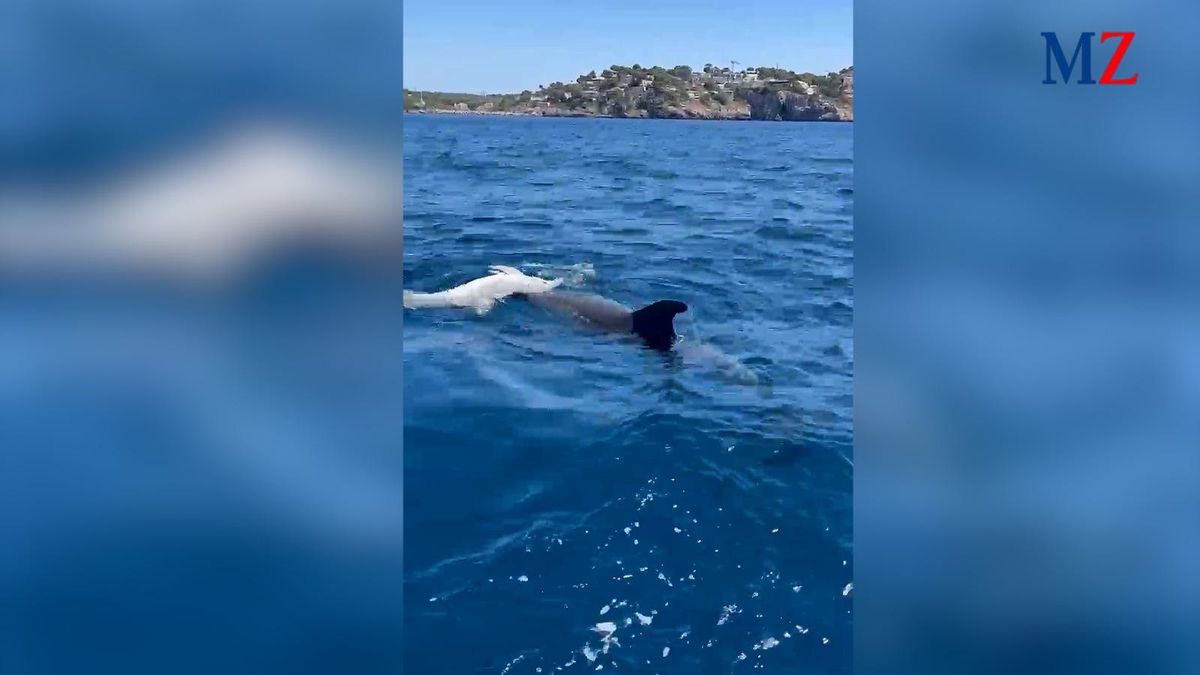 Ein Delfin trauert am Montag (8.7.) in der Bucht von Santa Ponça um ein totes Jungtier
