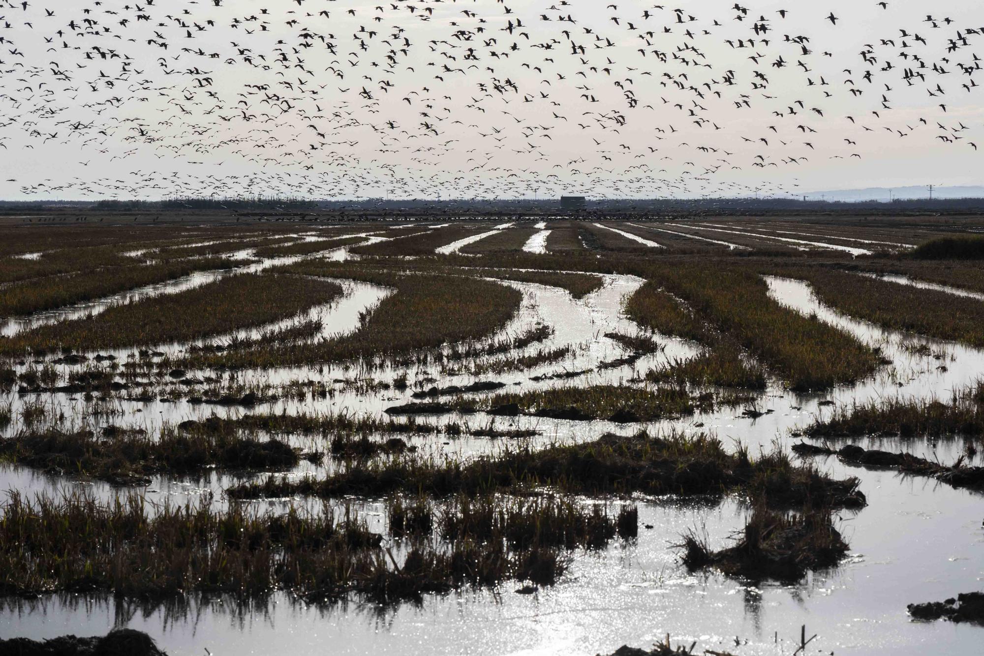 El picatort toma l'Albufera