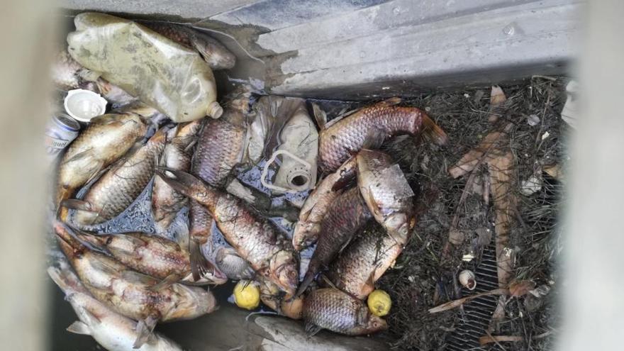 Aparecen decenas de peces muertos en el Reguerón