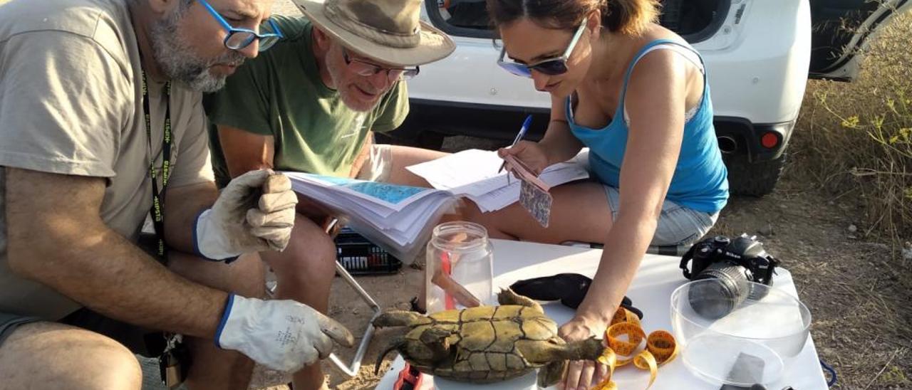 Los ecologistas voluntarios registran las medidas de una tortuga leprosa autóctona.