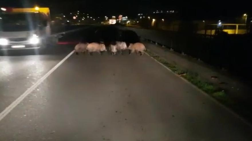 Los jabalíes, la noche pasada cerca del puente Azud