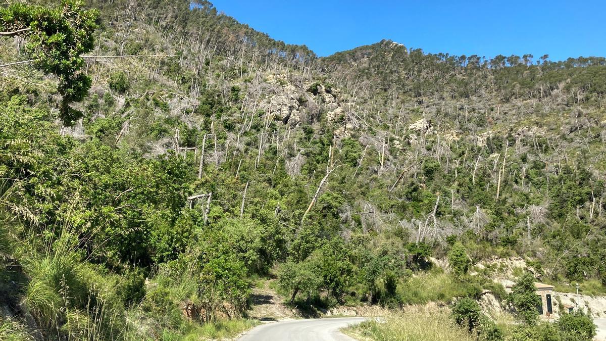 Waldschäden an den Hängen von Son Bunyola, dem Hotel-Anwesen von Richard Branson.