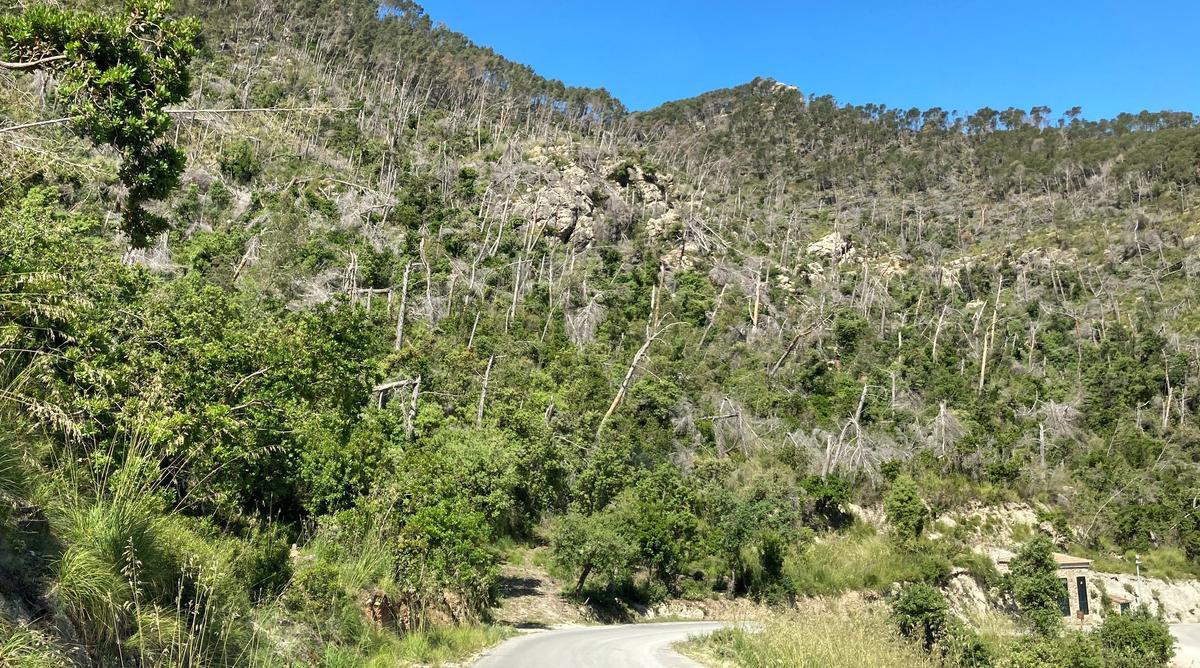 Waldschäden an den Hängen von Son Bunyola, dem Hotel-Anwesen von Richard Branson.