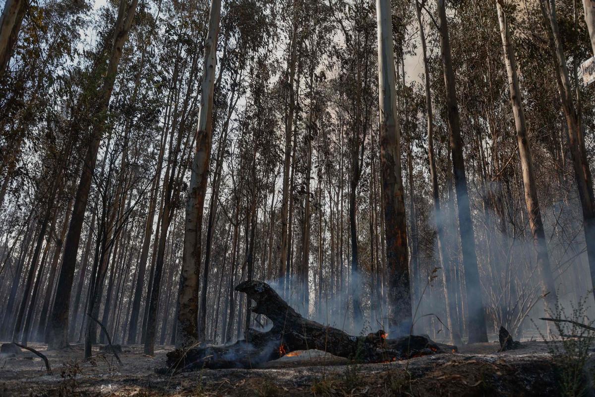 Un tronco se quema durante un incendio forestal en Concepción, Chile, el 18 de enero de 2026.