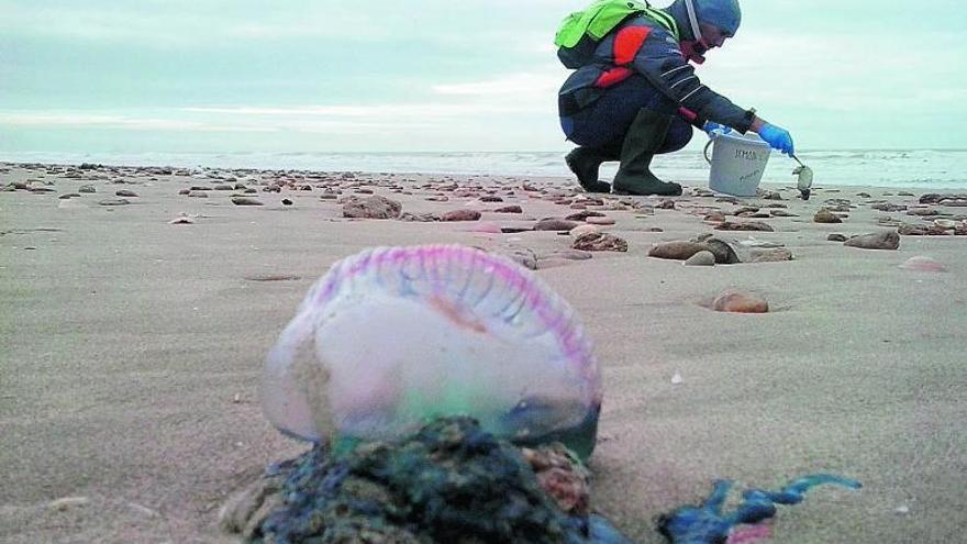 ¡Alerta, que llegan las carabelas portuguesas!