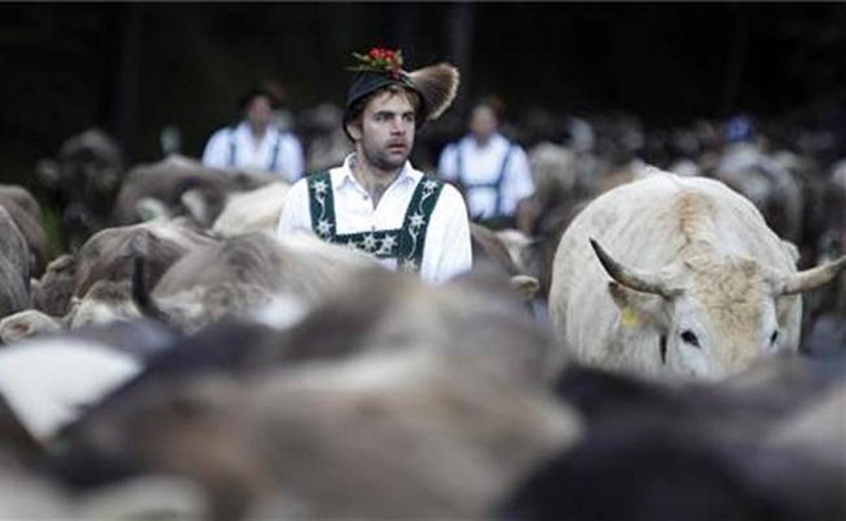 Un pastor de Baviera, amb vestit tradicional, condueix el seu bestiar a les muntanyes pròximes a Oberstdorf (Alemanya).