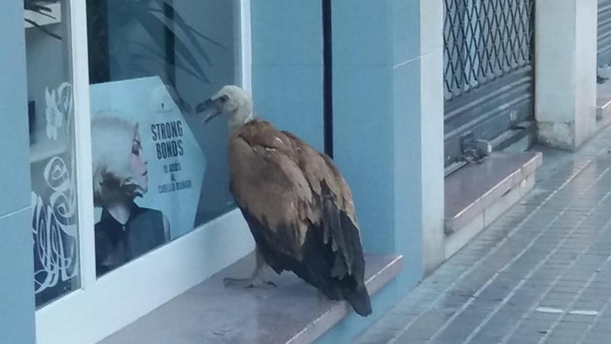 Un buitre de gran tamaño sorprende a los vecinos del barrio La Florida en Alicante