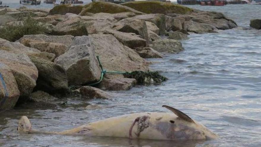 Las bateas destrozadas o a la deriva este invierno en la ría se cuentan por decenas