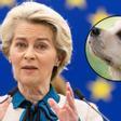 La UE endurece las normas con las mascotas