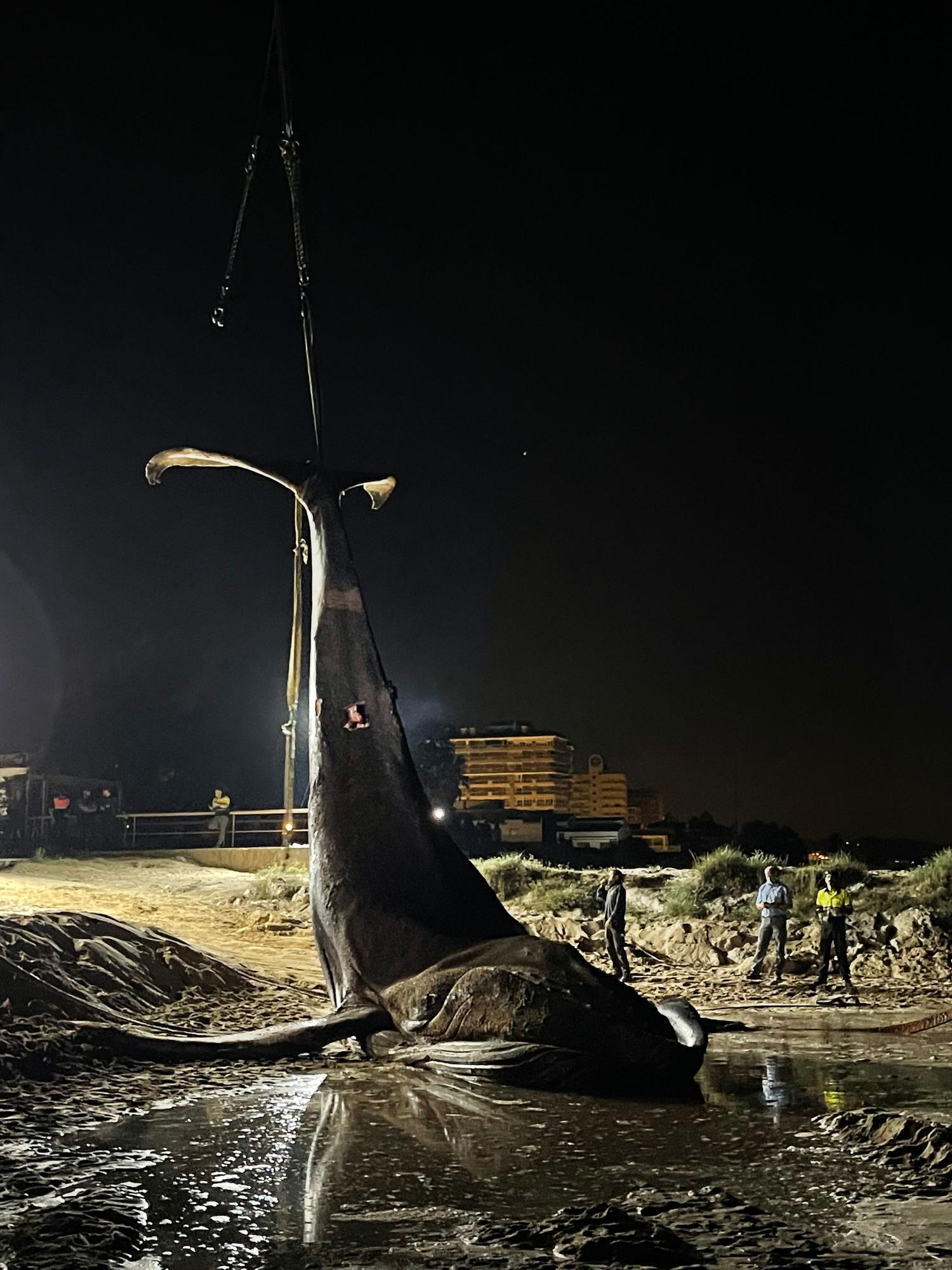 Operación final para el traslado de la ballena muerta en Tavernes