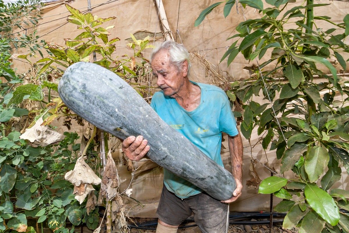 Cultivo de calabazas de más de 50 kilos