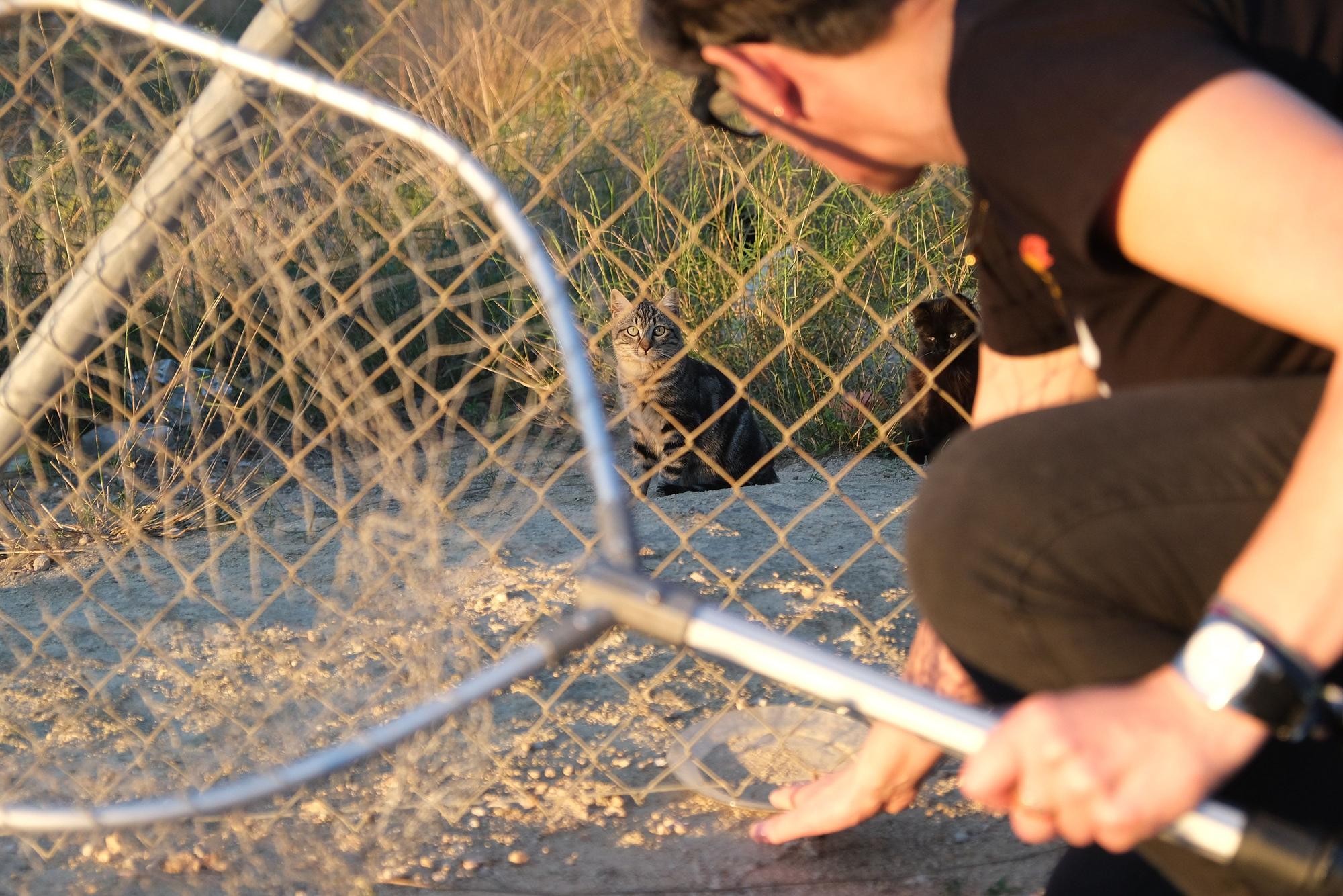 La Asociación Animalia de Guardamar trabaja en el control de colonias felinas en la localidad