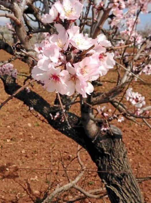 Mandelblüte auf Mallorca