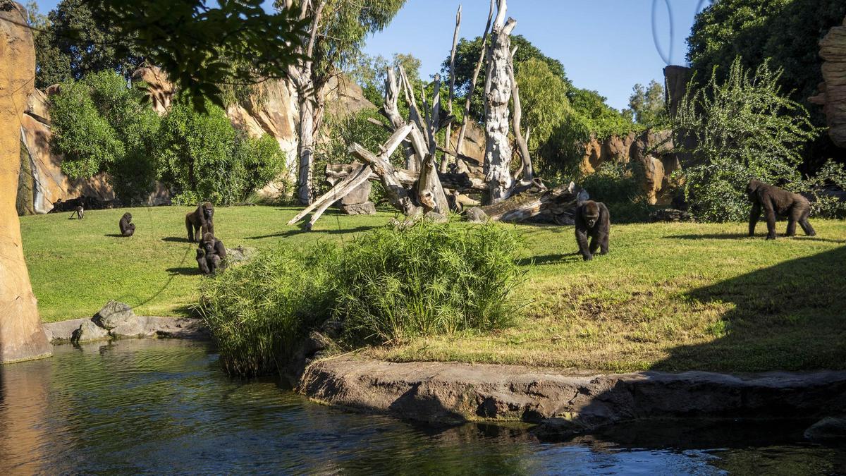 Gorilas en la selva ecuatorial de Bioparc Valencia.