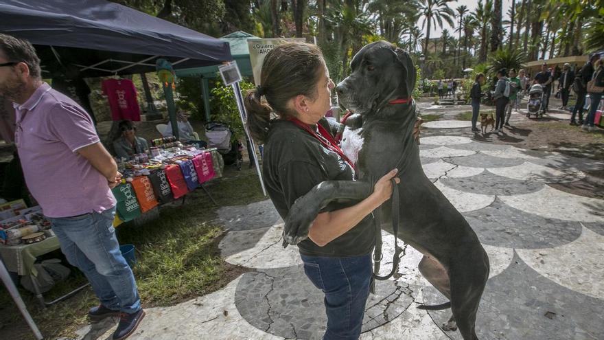 Feria de la mascota en Elche: un canicross, exhibiciones de rescate y de rastreo este fin de semana