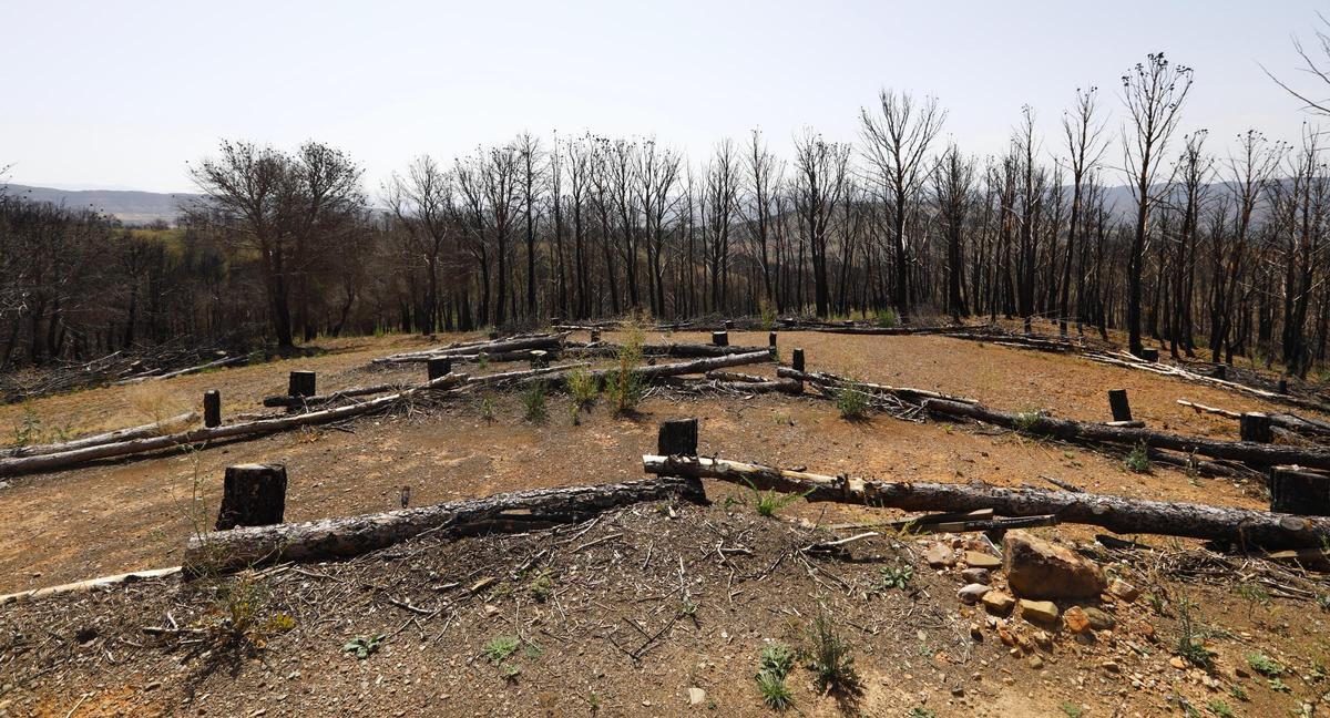 En imágenes | Así está Ateca un año después del incendio forestal que afectó a 14.000 hectáreas En imágenes | Así está Ateca un año después del incendio forestal que afectó a 14.000 hectáreas