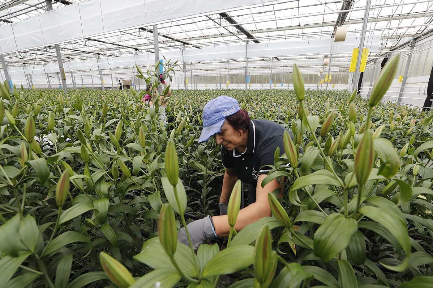 Trabajadora en un invernadero de Flores Toxal