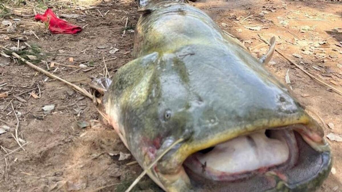 El siluro pescado por Francisco Mendoza Clavería en el río Ebro