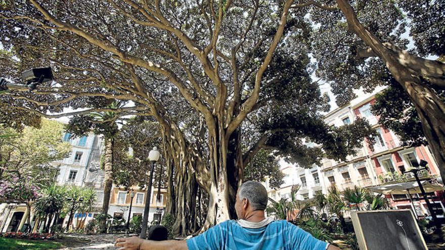 Entre los ficus de Gabriel Miró se encuentra el ejemplar más notable del país