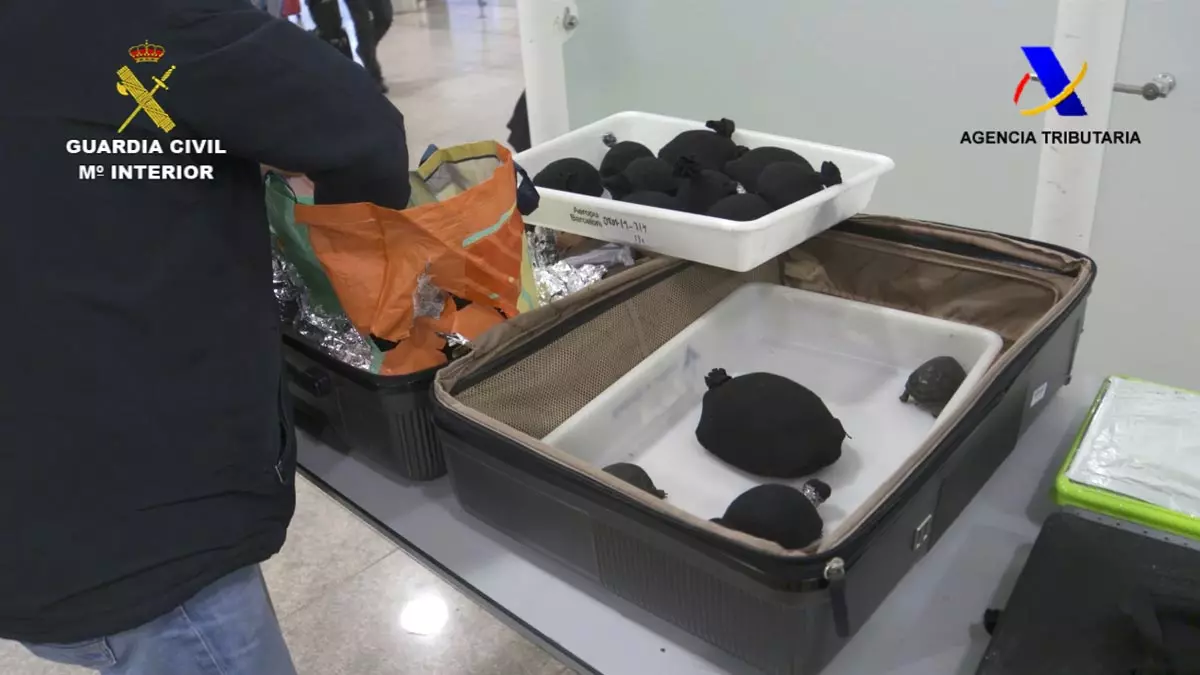 Intervenidas 76 crías vivas de tortuga protegida en una maleta en el aeropuerto de Barcelona