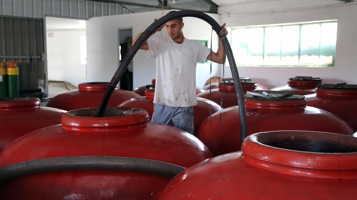 Un joven arrumbador extrae vino de una tinaja en la cooperativa San Acacio de Montemayor.