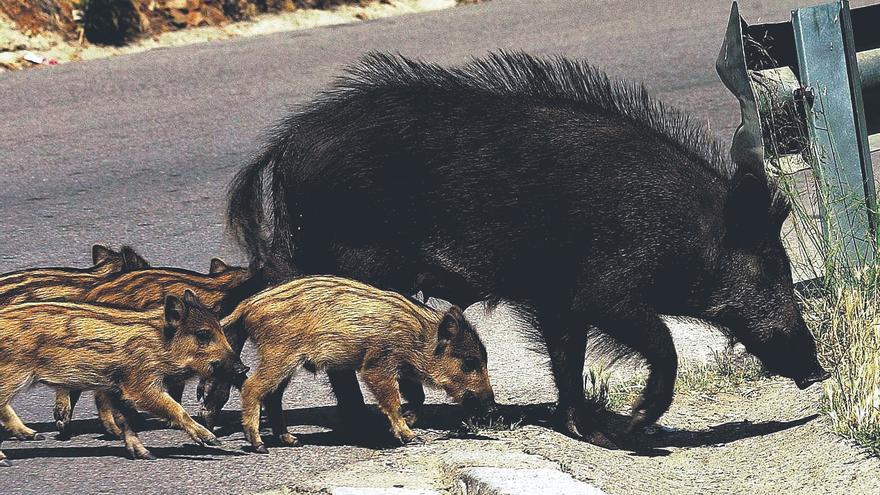 Un senglar creua amb els seus garrins una carretera de Collserola, a Barcelona.