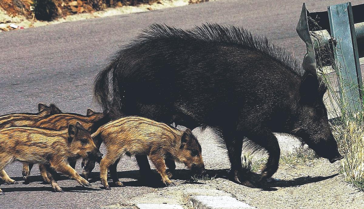 Un jabalí cruza con sus jabatos una carretera de Collserola, en Barcelona.