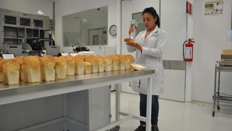 Anayeli Morales, del CIMMYT, analizando el color y la calidad de la miga de pan tras la prueba de panificación en laboratorio Anayeli Morales, del CIMMYT, analizando el color y la calidad de la miga de pan tras la prueba de panificación en laboratorio.