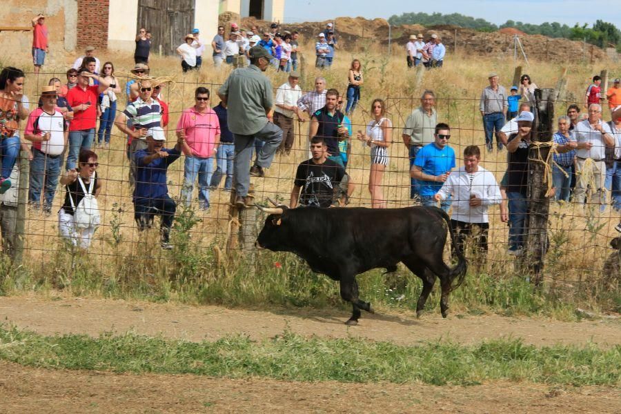 Toros bravos en Vadillo de la Guareña