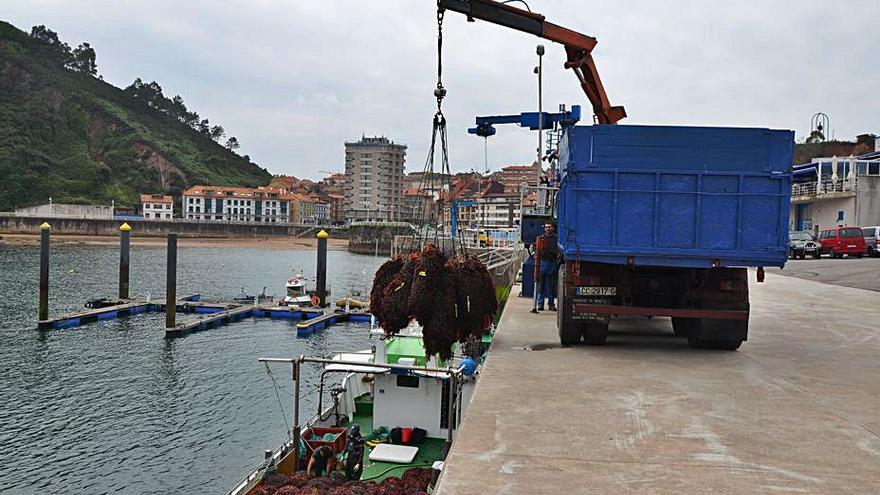 Un camión, ayer, descargando ocle en el puerto candasín para transportarlo a uno de los secaderos. | B. García  