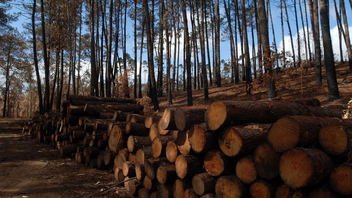Madera cortada en un monte de Meaño