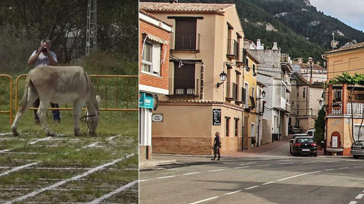 La burra alimentándose en la parcela dividida en varias porciones junto a una imagen de archivo de Alfafara