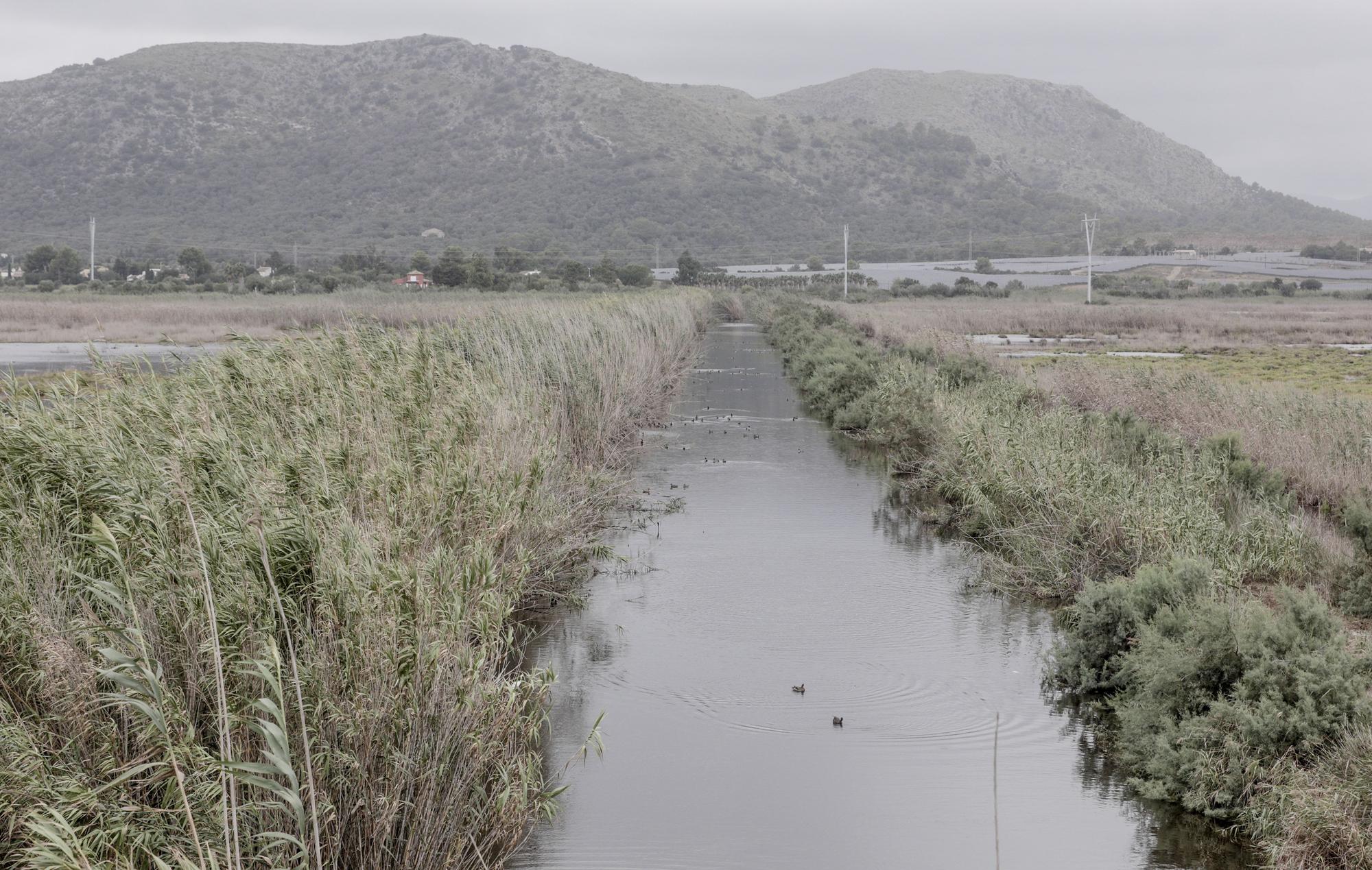 S'Albufera, un año después del incendio