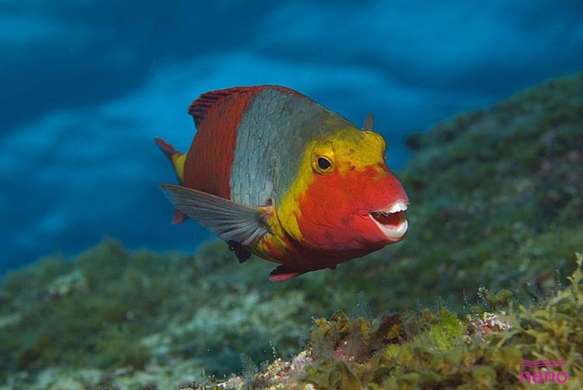 Vieja pescado canario