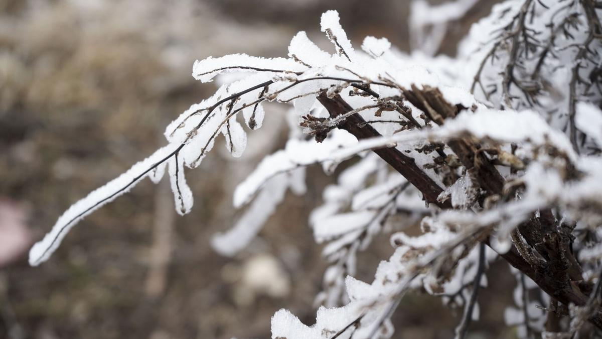 KATALONYA HAVA DURUMU | Kutup soğuğu Katalonya'yı vuruyor: Bu perşembe günü ortaya çıkabilecek 'kara donlar' neler?