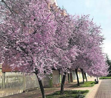 La estación de primavera que comienza hoy se alargará durante 92 días y 18 horas