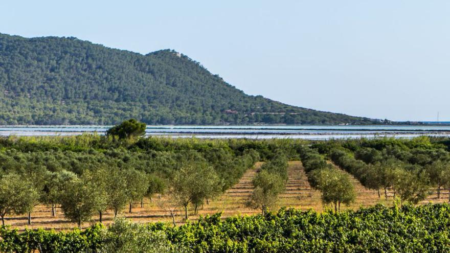 Medallas para dos vinos de Bodegas Can Rich en el concurso Ecovinos