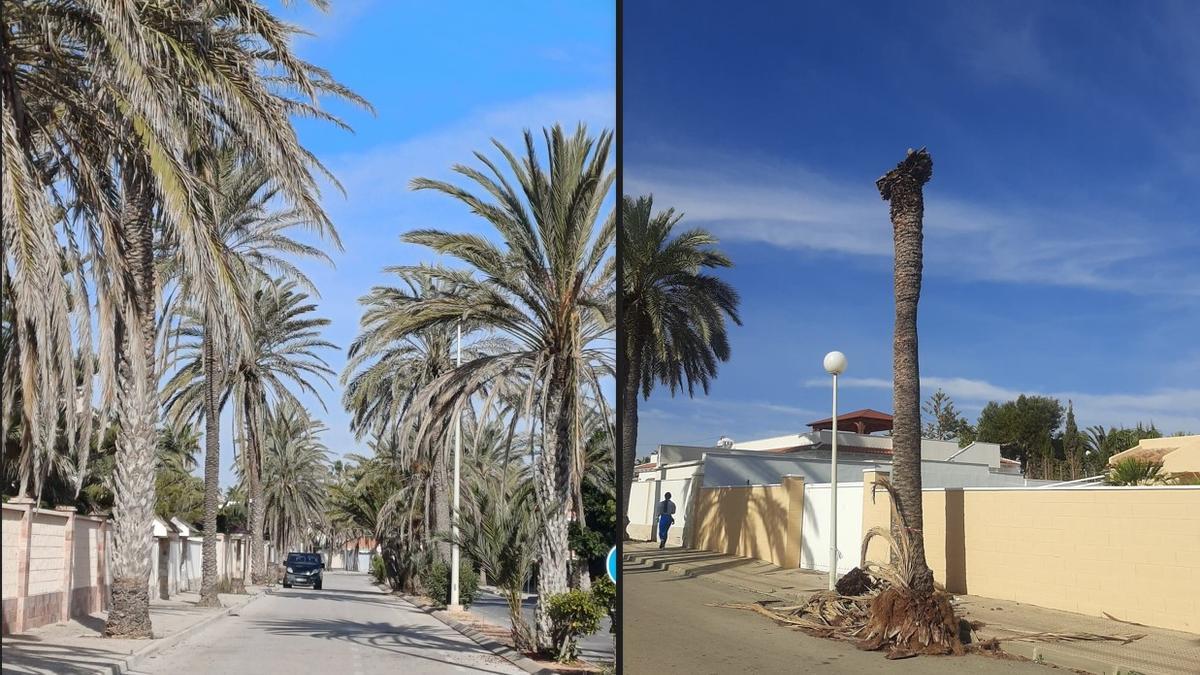 Una avenida de Cabo Roig con las palmeras sin podar y una planta atacada por el picudo.