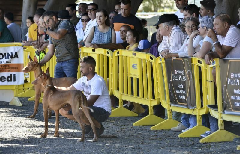 Feria Insular de Caza