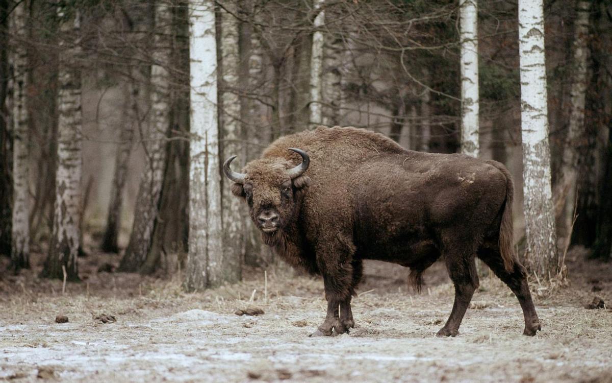 Imagen de un bisonte europeo