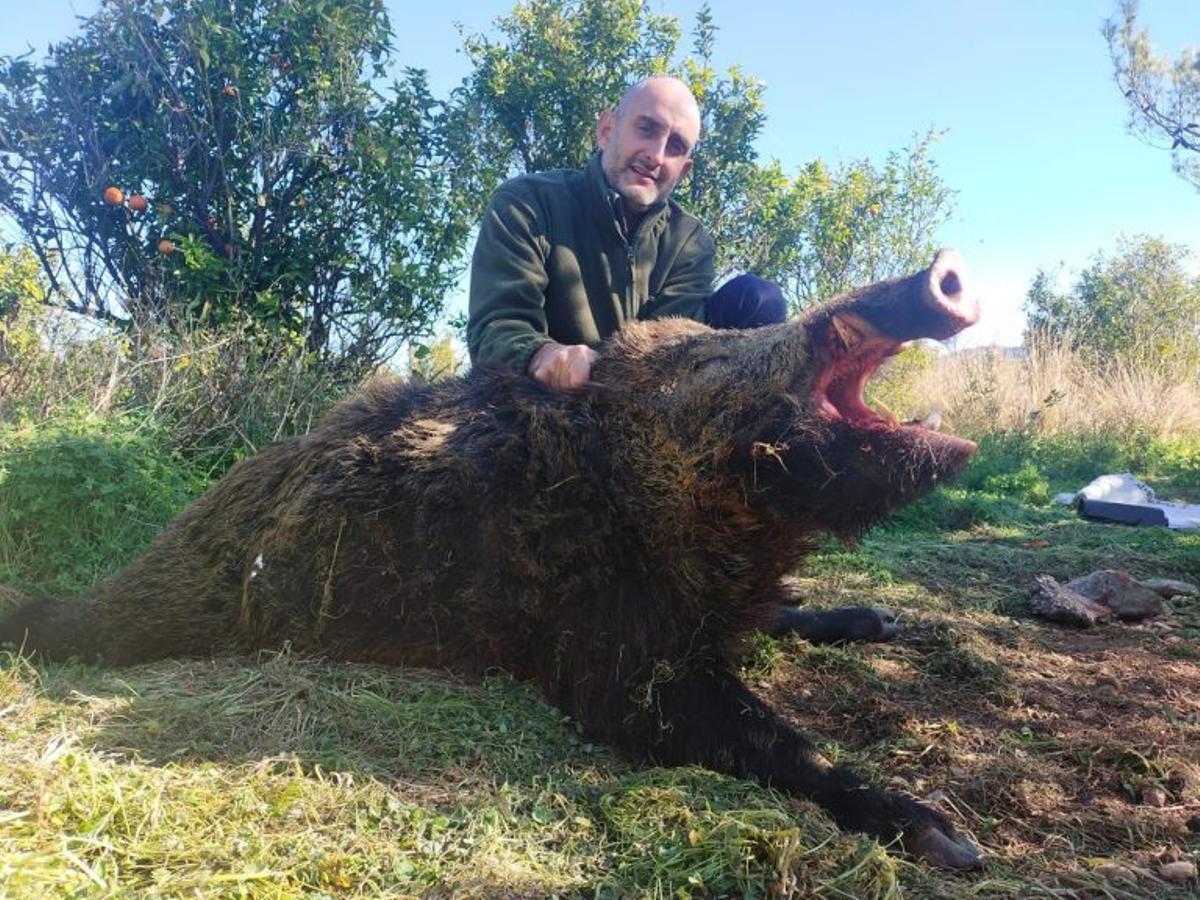 Un cazador de Villalonga capturó un jabalí de 120 kg que tenía atemorizados a vecinos y agricultores.