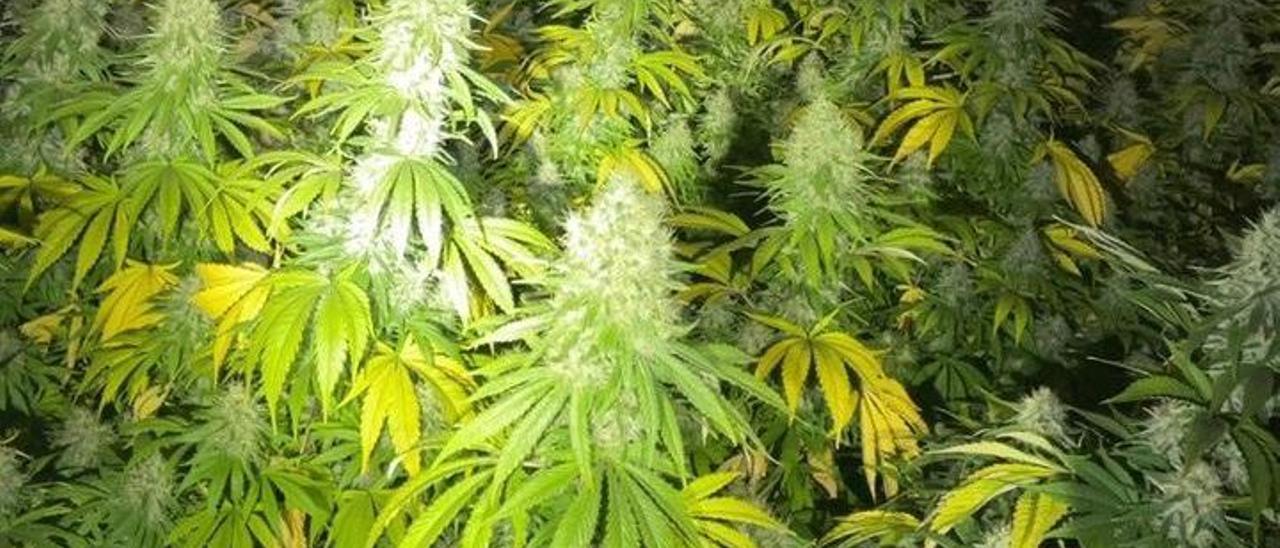 Plantas de marihuana encontradas en la vivienda.