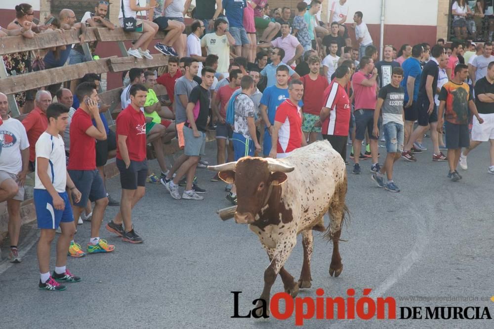 Última suelta de vacas en Moratalla