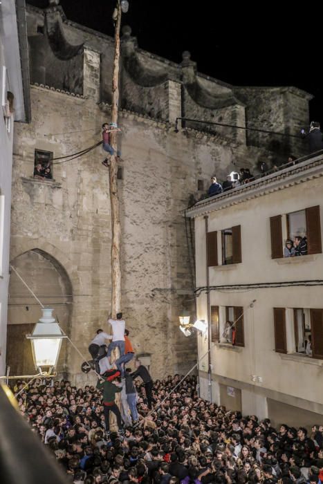 Fiestas de Sant Antoni: Pi de Pollença