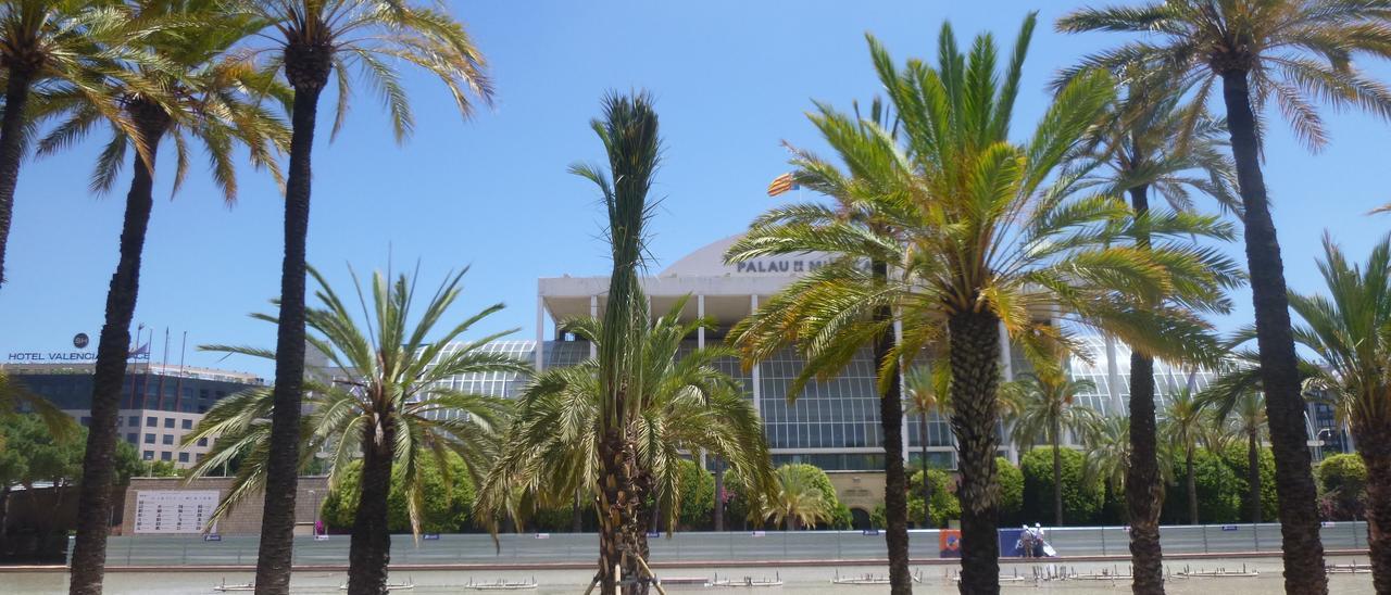 Plantación de palmeras en València.