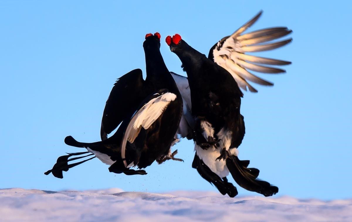 Dos gallos lira se enfrentan este viernes, durante su época de apareamiento en Villars-sur-Ollon (Suiza).