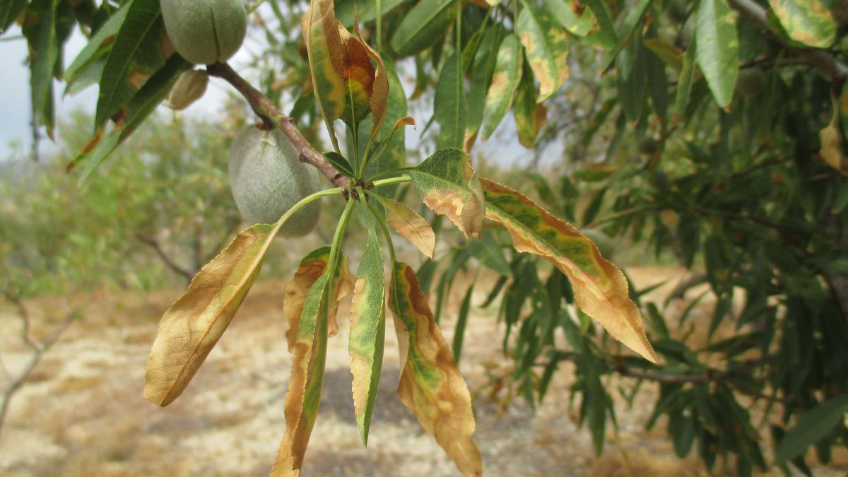 Varias autonomías españolas están afectadas por la Xylella